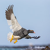 BRD 20 KH0020 01
Kelp Goose Female In Flight In Falkland Islands