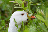 BRD 20 KH0021 01
Head Shot Of Curly Goose In Vegetation France
