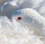BRD 20 KH0022 01
Close-Up Of Curly Goose With Head Buried In Plumage France