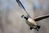 BRD 20 LS0003 01
Canada Goose In Flight Over Mississippi River