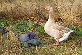 BRD 20 LS0004 01
Domestic American Buff Goose Foraging In Cabbage Patch Calamus, Iowa