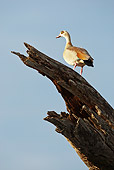 BRD 20 MC0001 01
Egyptian Goose Standing On Wooden Perch Samburu Game Reserve, Kenya