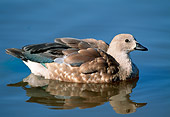 BRD 20 MH0001 01
Portrait Of Blue-Winged Goose In Pond