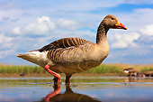 BRD 20 MH0012 01
Greylag Goose Standing In Shallow Water
