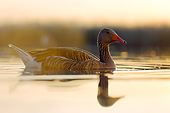 BRD 20 MH0013 01
Greylag Goose Wading In Water At Sunset