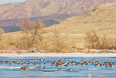 BRD 20 RF0004 01
Flock Of Canada Geese On Frozen Lake