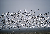 BRD 20 RK0007 15
A Flock Of Geese In Flight By Water
