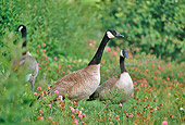 BRD 20 RK0027 01
Canadian Geese In Flower Field