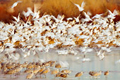 BRD 20 RW0001 01
Flock Of Snow Geese Flying
