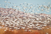 BRD 20 RW0002 01
Flock Of Snow Geese Flying