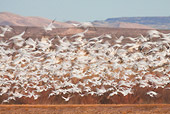 BRD 20 RW0003 01
Flock Of Snow Geese Flying