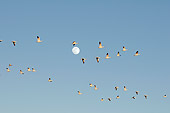 BRD 20 SK0005 01
Flock Of Snow Geese Flying In Front Of Full Moon