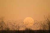 BRD 20 SK0006 01
Flock Of Snow Geese Flying In Front Of Full Moon At Sunset