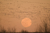 BRD 20 SK0007 01
Flock Of Snow Geese Flying In Front Of Full Moon At Sunset