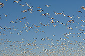 BRD 20 SK0008 01
Flock Of Snow Geese Flying