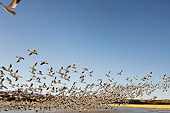 BRD 20 SK0009 01
Flock Of Snow Geese Flying Above Pond