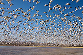 BRD 20 SK0010 01
Flock Of Snow Geese Flying Above Pond