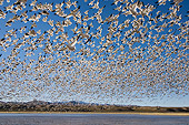 BRD 20 SK0011 01
Flock Of Snow Geese Flying Above Pond