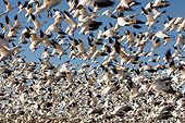 BRD 20 SK0012 01
Flock Of Snow Geese Taking Off