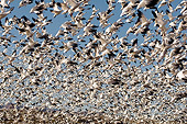 BRD 20 SK0013 01
Flock Of Snow Geese Taking Off