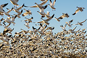 BRD 20 SK0014 01
Flock Of Snow Geese Taking Off