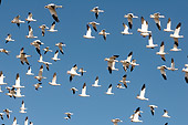 BRD 20 SK0015 01
Flock Of Snow Geese Flying
