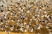 BRD 20 SK0016 01
Flock Of Snow Geese Flying