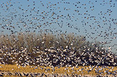 BRD 20 SK0017 01
Flock Of Snow Geese Flying Over Pond