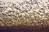 BRD 20 SK0018 01
Flock Of Snow Geese Flying At Sunset