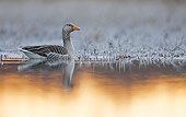 BRD 20 WF0001 01
Graylag Goose Swimming Near Edge Of Pond At Sunset