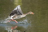 BRD 20 WF0002 01
Graylag Goose Taking Off From Water
