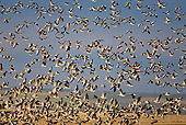 BRD 20 WF0003 01
Flock Of Graylag Goose In Flight