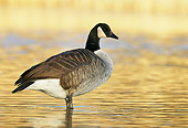 BRD 20 WF0004 01
Canadanian Goose Standing In Shallow Golden Water
