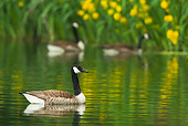 BRD 20 WF0005 01
Canadanian Goose Swimming In Lake By Yellow Iris