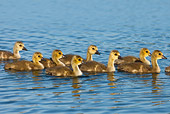 BRD 20 WF0006 01
Group Of Canadanian Geese Ducklings Swimming In Lake