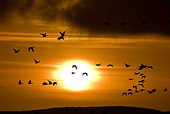 BRD 20 WF0007 01
Flock Of Barnacle Geese Flying At Sunrise