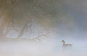 BRD 20 WF0008 01
Greylag Goose On Misty Lake At Dawn