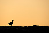 BRD 20 WF0009 01
Silhouette Of Greylag Goose At Sunrise