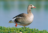 BRD 20 WF0010 01
Greater White-Fronted Goose Standing In Grass Spain