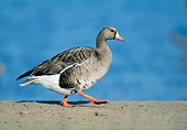 BRD 20 WF0011 01
Greater White-Fronted Goose Walking On Sand