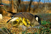 BRD 20 DB0001 01
Canada Goose On Nest With Newly Hatched Goslings