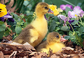 BRD 20 LS0001 01
Two Goslings Huddling In Fallen Leaves By Flowers