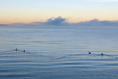 BRD 20 NE0001 01
Canadian Geese Swimming In Lake Yellowstone