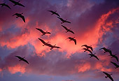 BRD 20 RK0008 03
A Flock Of Geese In Flight Pink Clouds