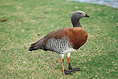 BRD 20 RK0020 01
Hawaiin Goose Standing On Grass