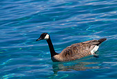BRD 20 RK0025 10
Geese Swimming In Lake Tahoe