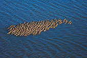 BRD 20 SK0001 01
Flock Of Greater White-Fronted Geese Swimming Off Alaskan Coast Summer