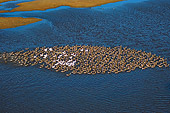 BRD 20 SK0002 01
Flock Of Greater White-Fronted Geese Swimming Off Alaskan Coast Summer