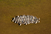 BRD 20 SK0003 01
Flock Of Snow Geese Adults And Goslings Huddling In Summer Alaska