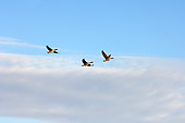 BRD 20 SK0004 01
Three Greater White-Fronted Geese Flying Alaska